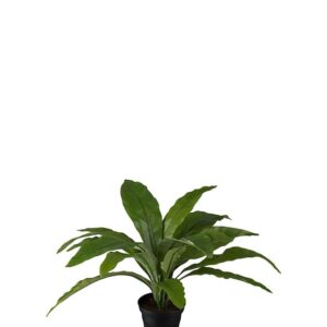 Konstväxt Asplenium