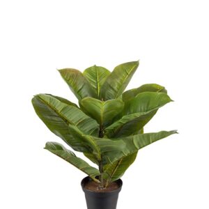 Konstväxt Fikus Robusta