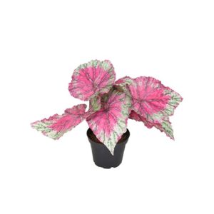 Konstväxt Rexbegonia